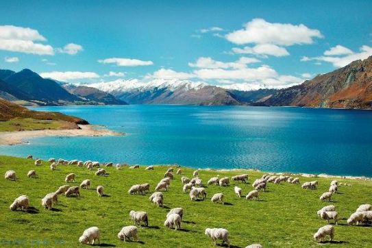 CẨM NANG DU LỊCH NEW ZEALAND- NEW ZEALAND TRAVEL GUIDE 